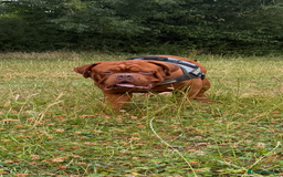 Dogue De Bordeaux dogs for stud: **STUNNING YOUNG STUD** in Nottingham - Image 2