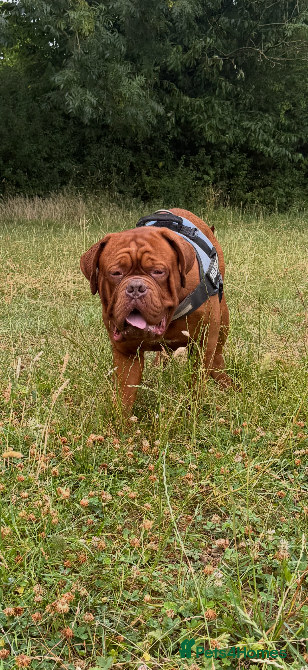 Dogue De Bordeaux dogs for stud: **STUNNING YOUNG STUD** in Nottingham - Image 2