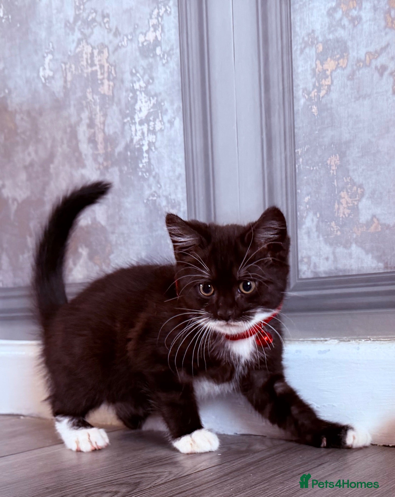 Mixed Breed cats Ralph - Advert 9