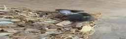 Mouse rodents for sale: Mice for sale  - Advert 4