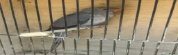Ringnecks birds for sale: Grey ringneck in Ashton-under-Lyne - Advert 3