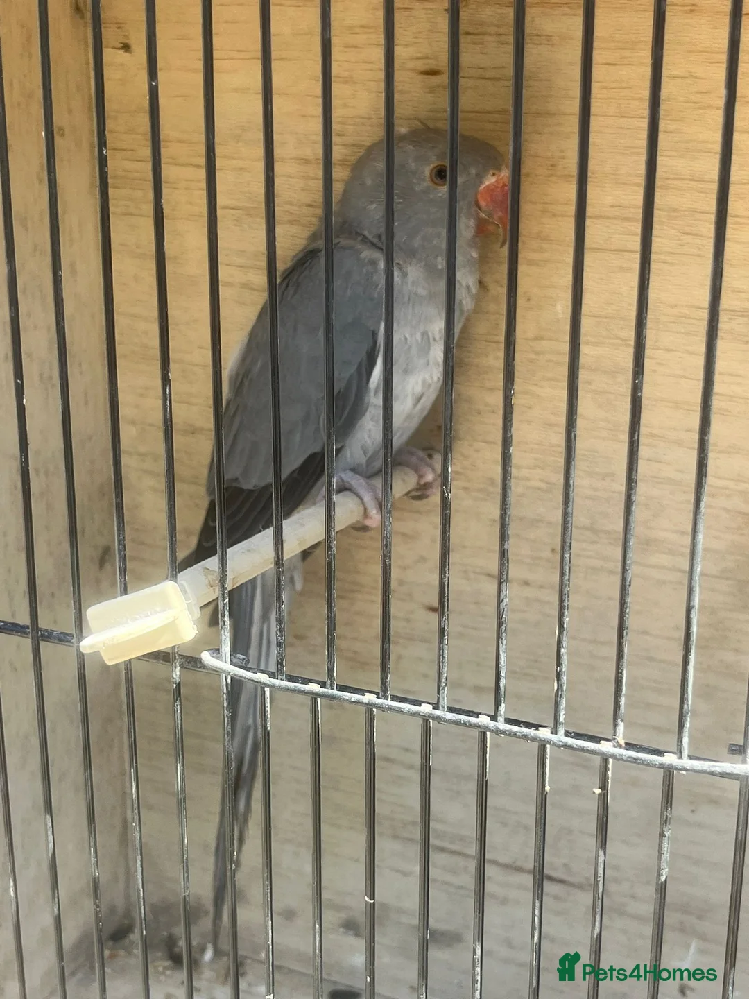 Ringnecks birds for sale: Grey ringneck in Ashton-under-Lyne - Advert 3