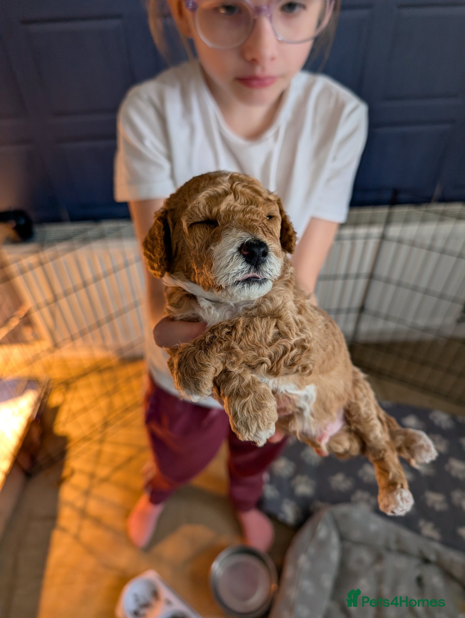 Mixed Breed dogs Beautiful poochon/ cockerpoo boy puppies  - Advert 1