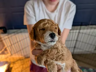 Mixed Breed dogs Beautiful poochon/ cockerpoo boy puppies - Advert 1