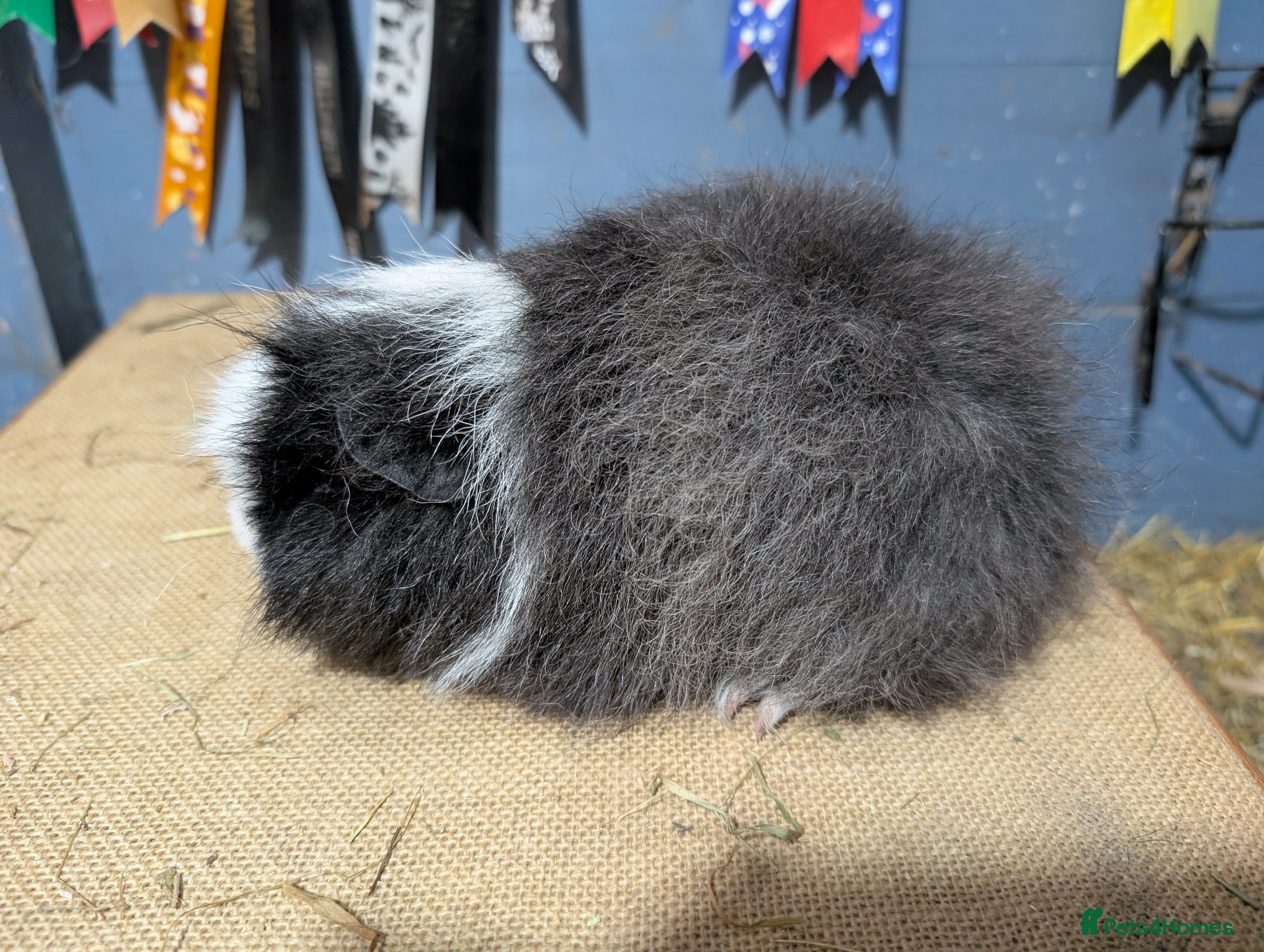 Guinea Pig rodents Swiss baby boars  - Advert 2