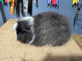 Guinea Pig rodents Swiss baby boars - Advert 2