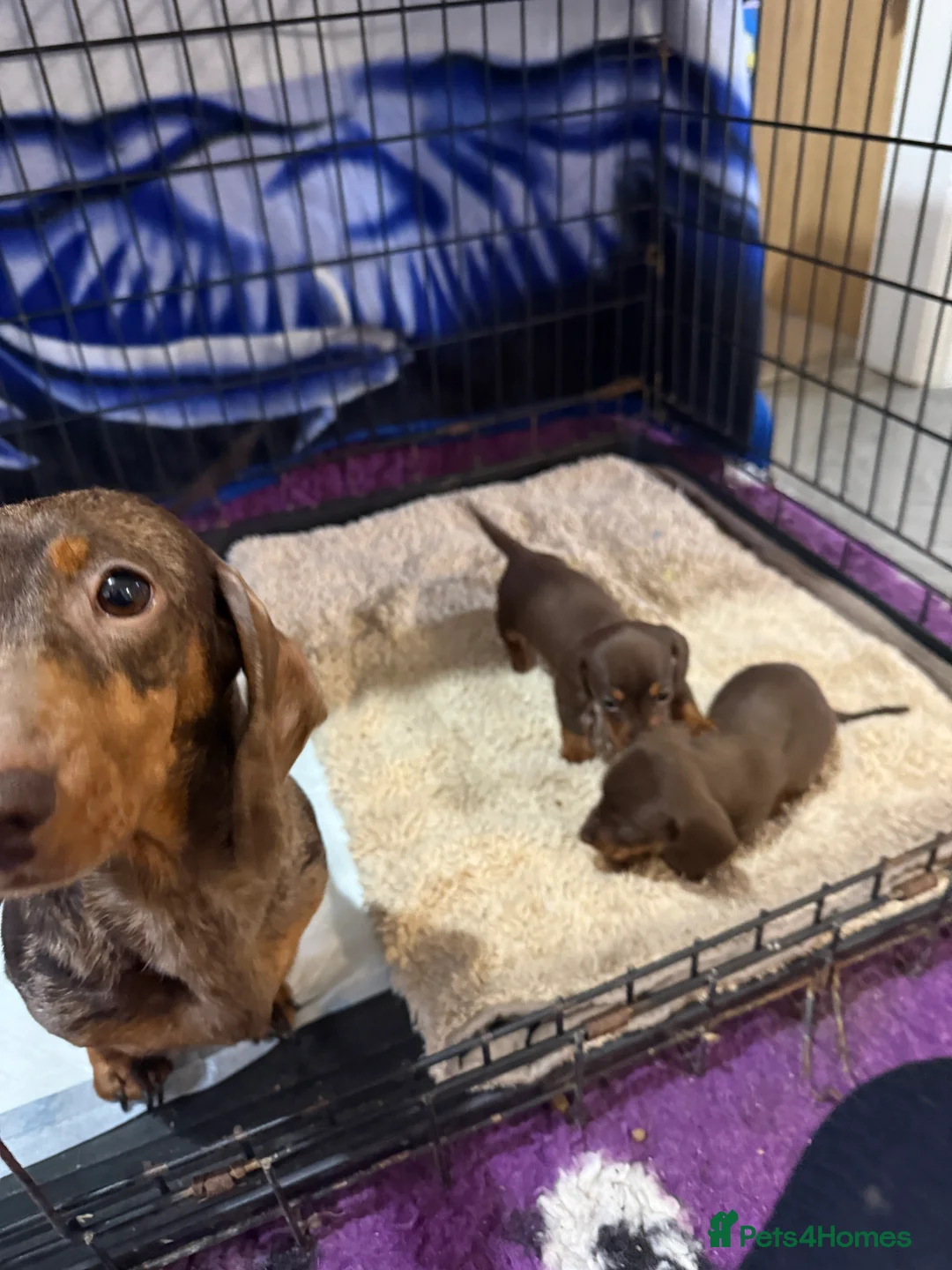Dachshund dogs for sale: Kennel Club Registered & Health Tested - Advert 21