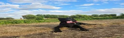 Mixed Breed dogs for sale: Huskador in Spalding - Advert 4