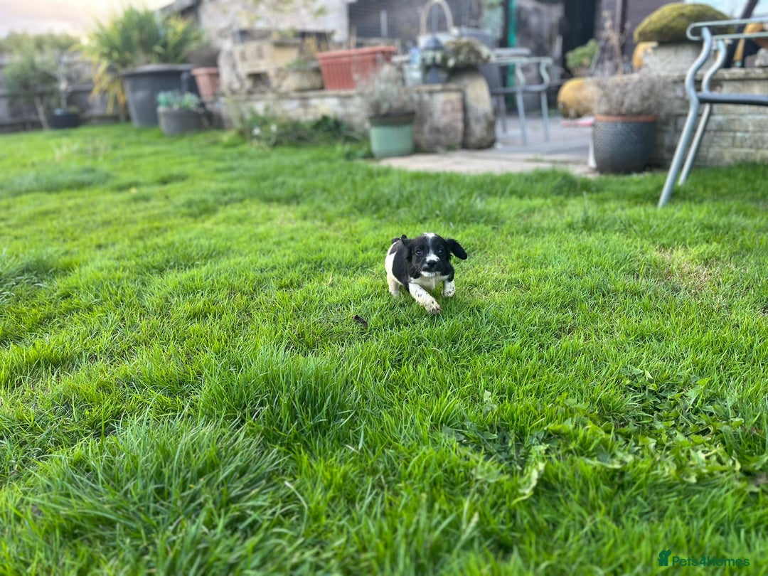 Cocker Spaniel dogs for sale: Cocker Spaniels - Image 11