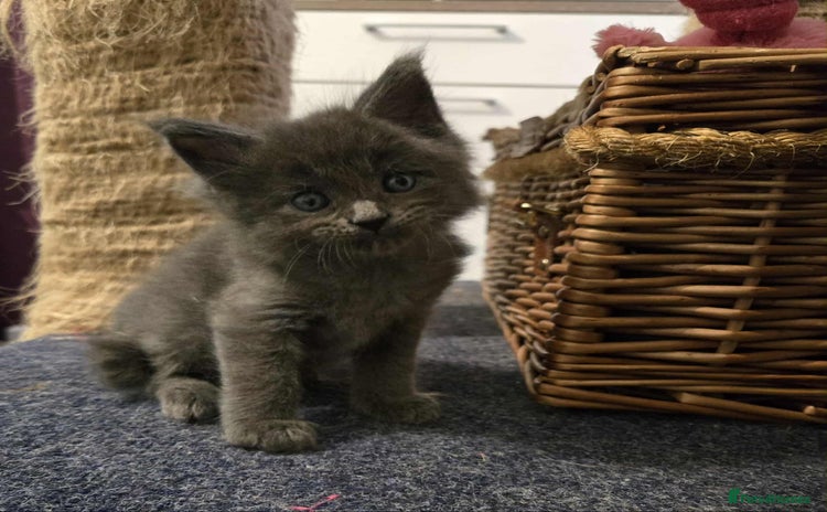 Maine Coon cats - Advert 13