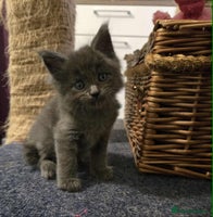 Maine Coon cats - Advert 2