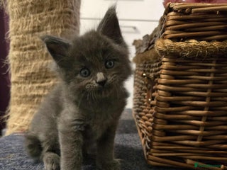 Maine Coon cats 2 Maine coon kittens. - Advert 18