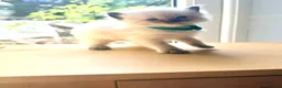 Ragdoll cats for sale: Exceptional Ragdolls  - Advert 34