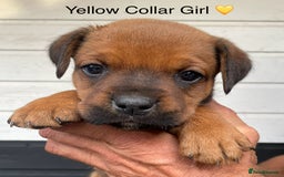 Boxer dogs for sale: Boxerx - Image 6