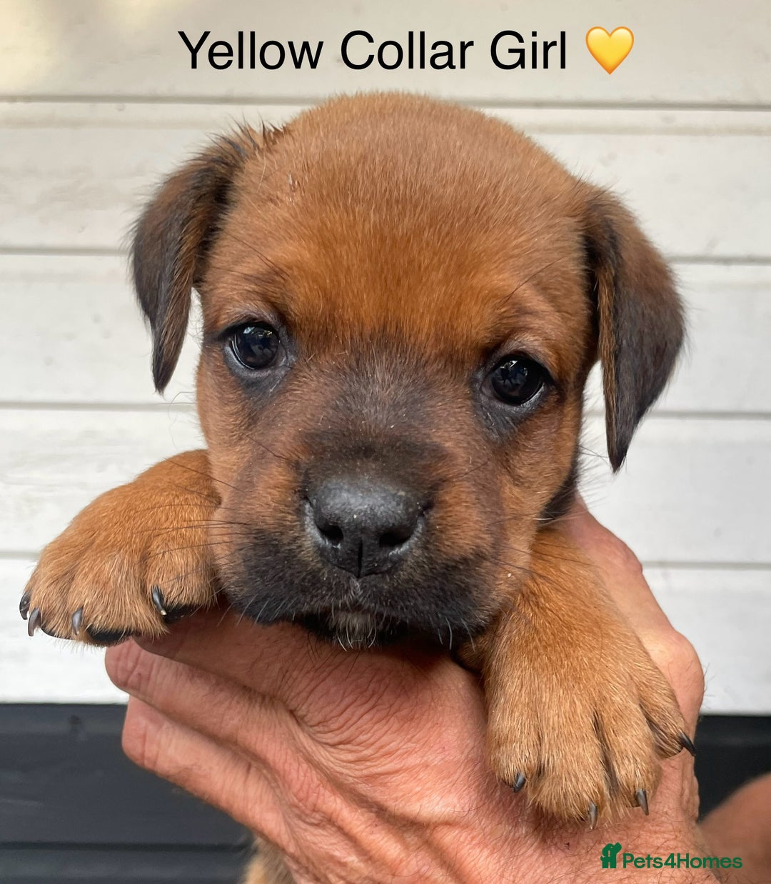 Boxer dogs for sale: Boxerx - Image 6