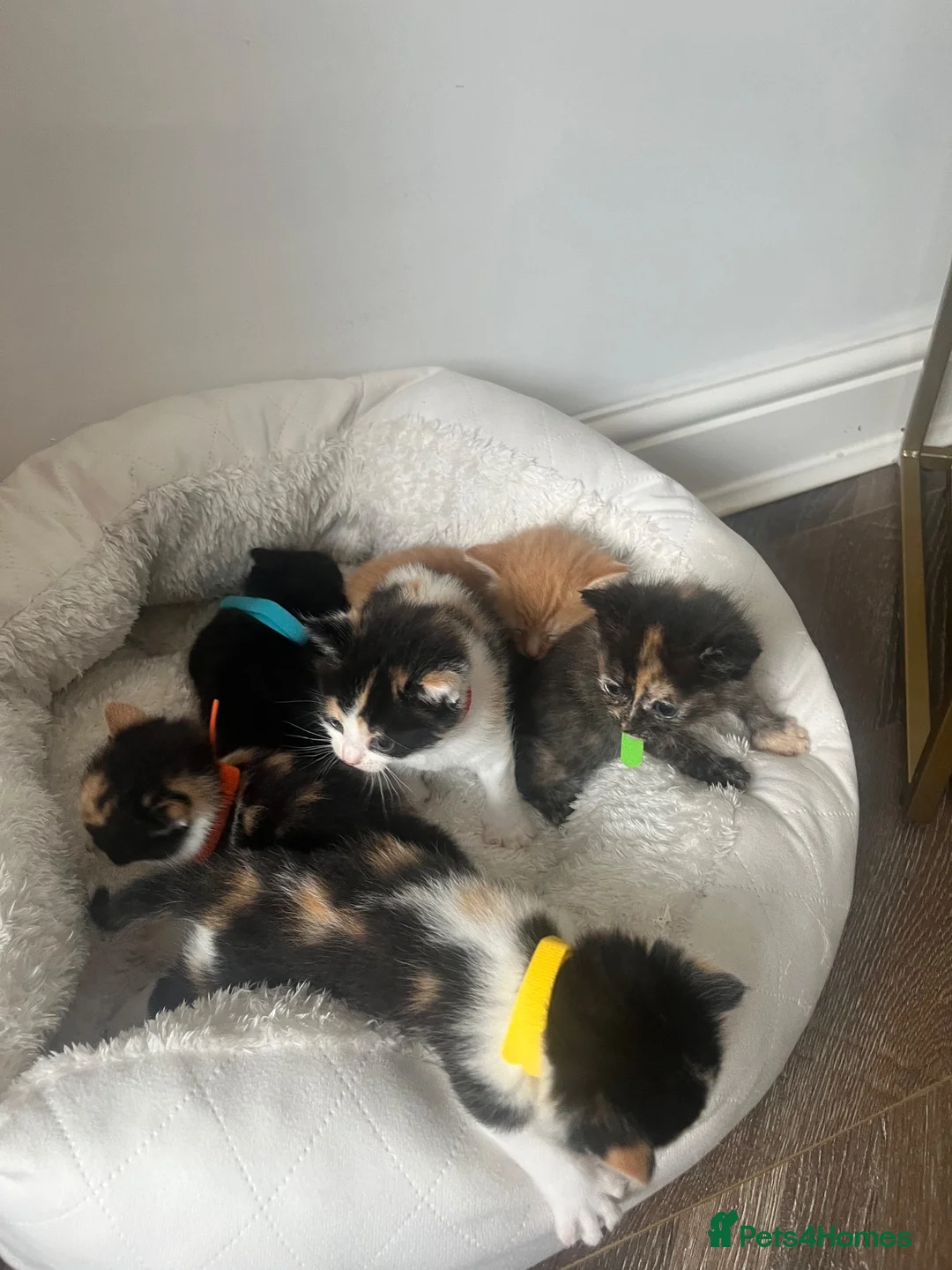 Mixed Breed cats for sale: Gorgeous playful kittens  - Advert 2