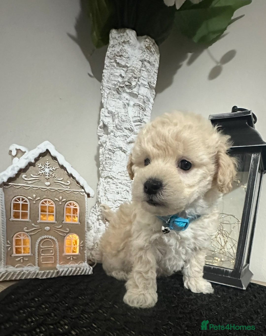 Maltipoo dogs for sale: Gorgeous F1 Toy Maltipoo Puppies  - Advert 12