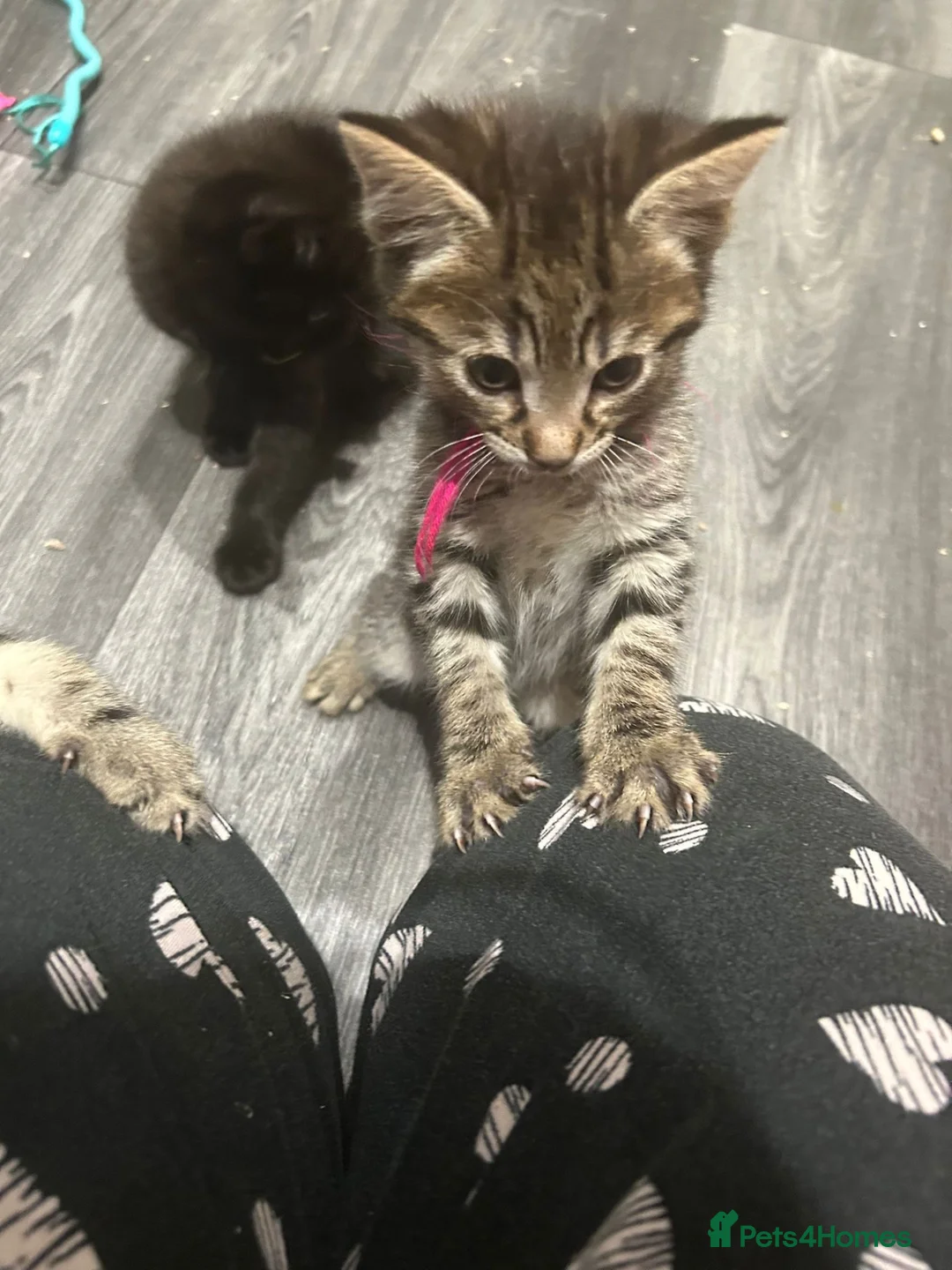 Mixed Breed cats for sale: British Mixed Kittens 5 Girls 1 Boy  - Advert 16