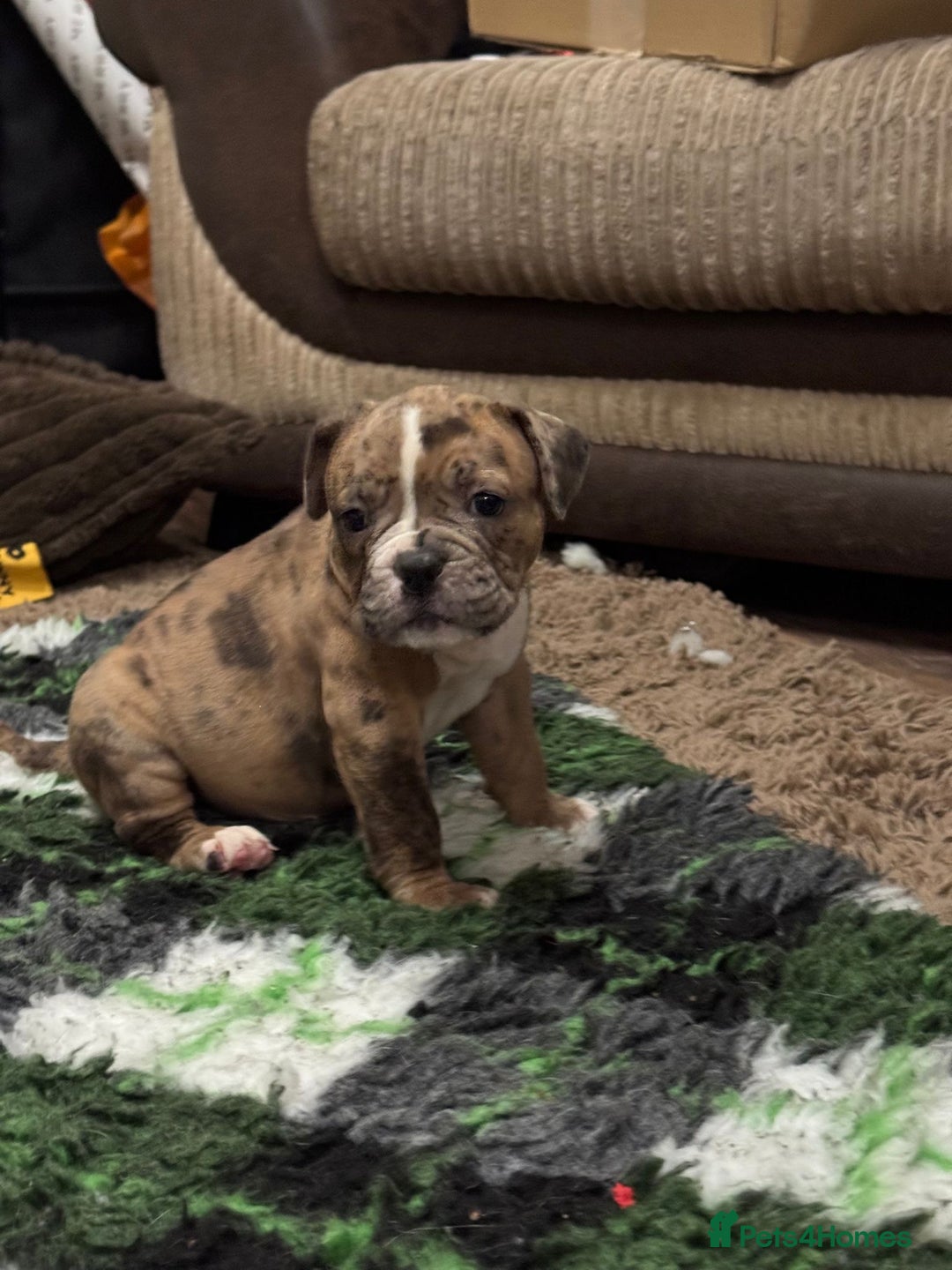 Olde English Bulldogge dogs for sale: (Reduced) Olde English Bulldogges puppies  - Advert 28