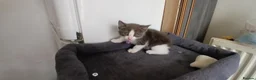 Mixed Breed cats for sale: 5 cuties looking for new forever homes - Advert 14