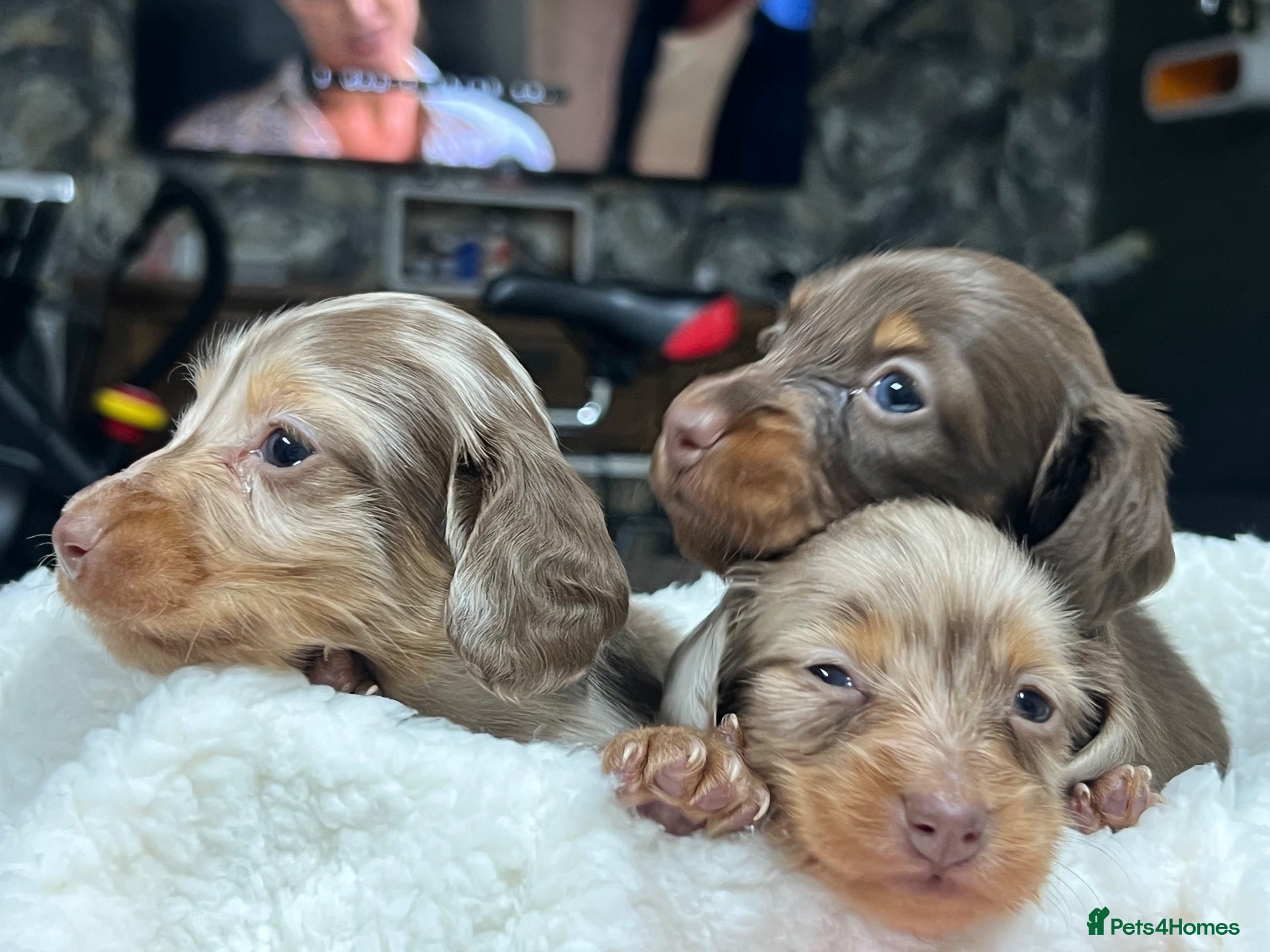 Miniature Dachshund dogs Tiny KC Long Haired Dachshunds  Chocolate & Dapple - Advert 1