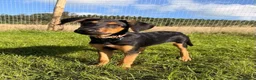 Mixed Breed dogs for adoption: KOOPER ADORABLE 4.5 MONTH OLD PUPPY in Stone - Advert 3
