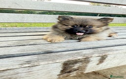 Pomeranian dogs for sale: Pomeranian fluffy Boys  - Image 2