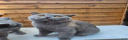 British Shorthair cats for sale: Gccf Lilac Male 10 mths old - Advert 8