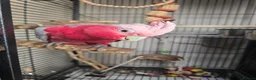 Cockatoo birds for sale: Galah Cockatoo  in Goole - Advert 2