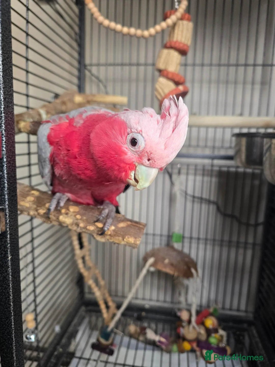 Cockatoo birds for sale: Galah Cockatoo  in Goole - Advert 2