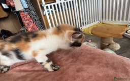 Bengal cats for sale: 4 pure bangal and 5 bengal x kittens - Image 28