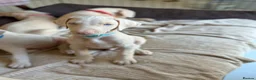 Dobermann dogs for sale: Exceptional White & Cream Doberman Puppies - Advert 25