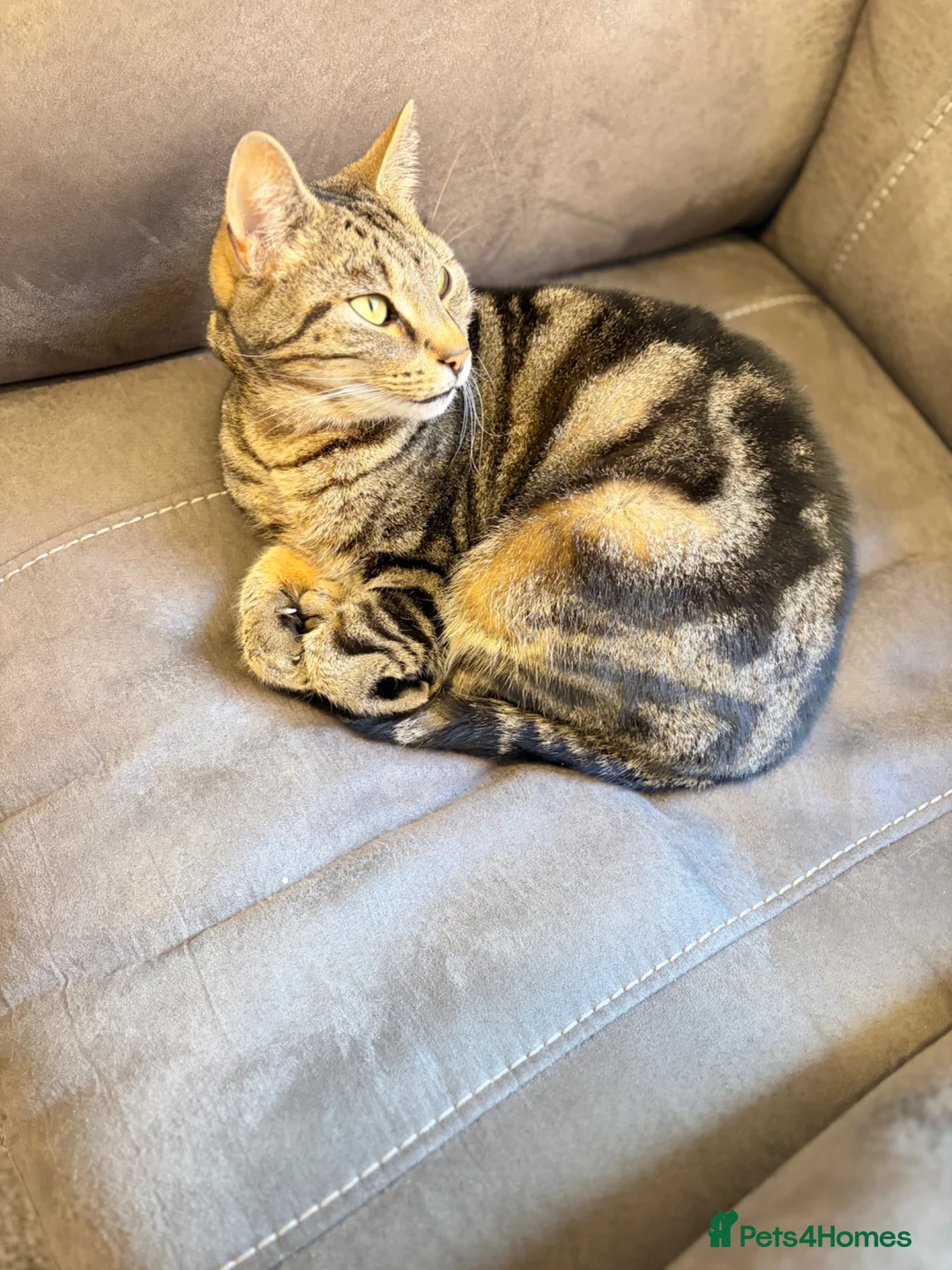 Bengal cats for sale: Abandoned female cat  - Advert 5