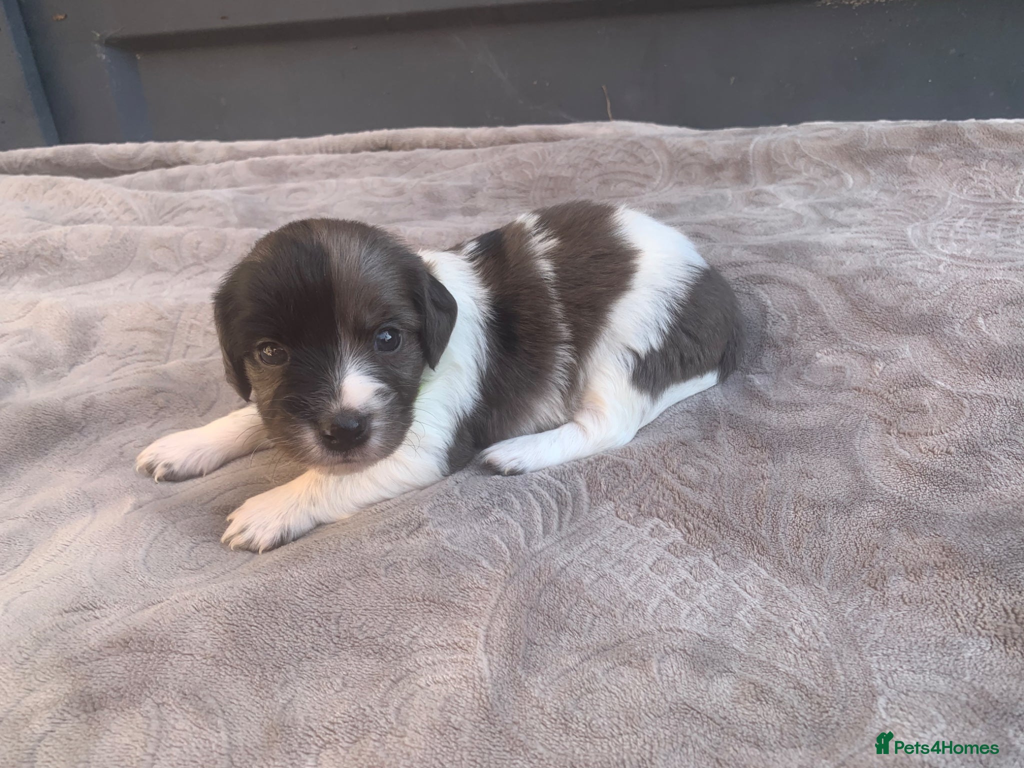 Mixed Breed dogs  german shorthaired pointer/ - Advert 1