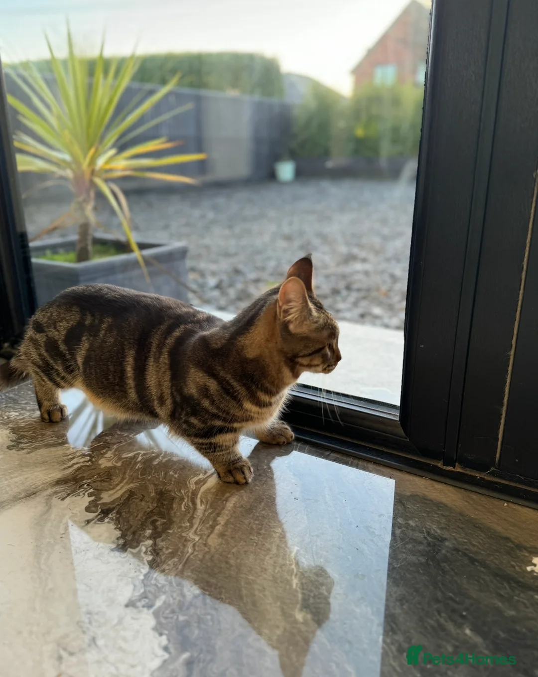 Munchkin cats for sale: Rehoming my Munchkin Cat - Advert 2