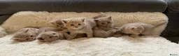 British Shorthair cats for sale: 🐾Beautiful British shorthair kittens for Sale 🐾 in Northampton - Advert 16