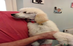 Standard Poodle dogs for sale: Stunning KC reg female standard poodle puppies - Image 9