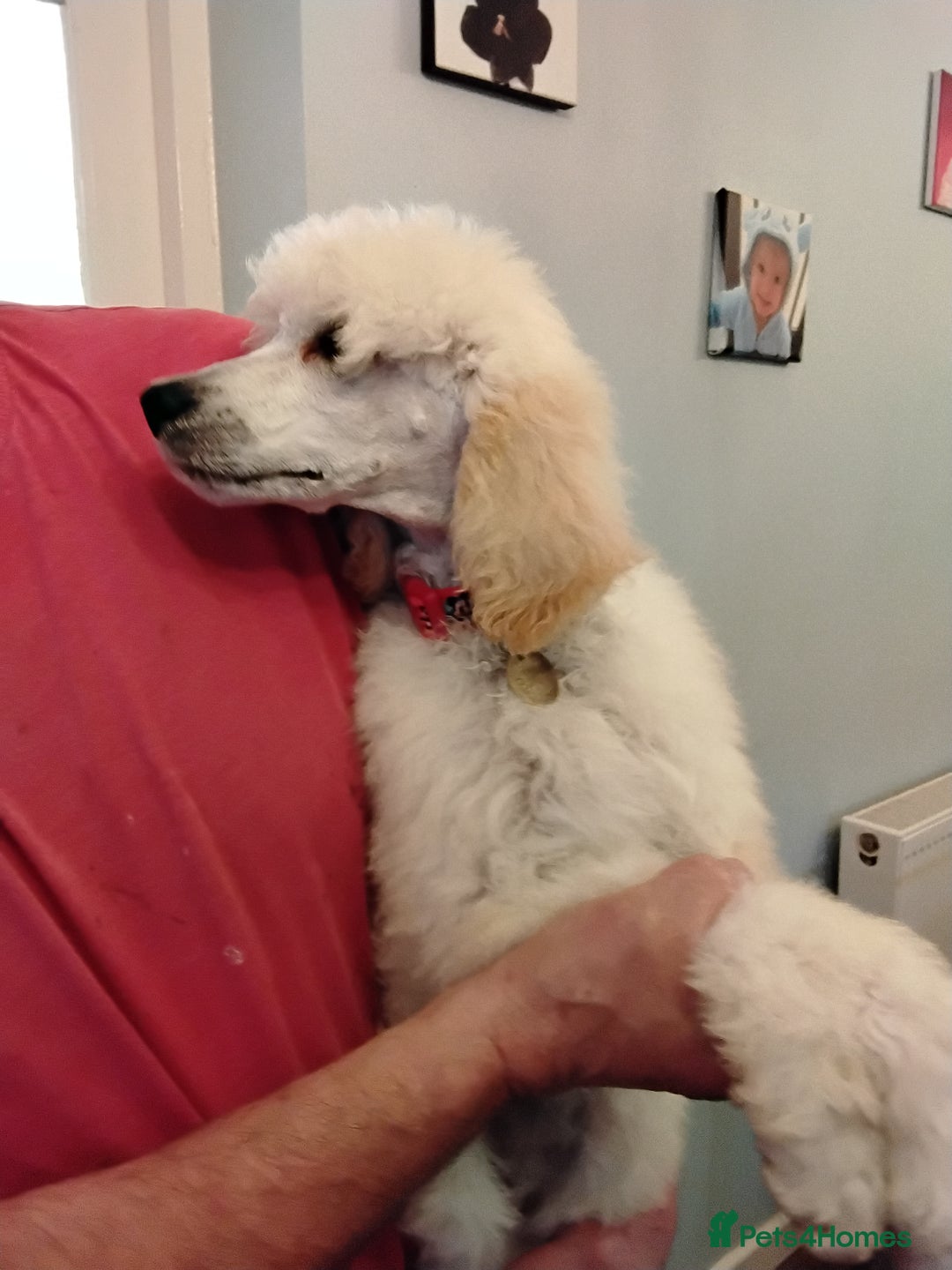 Standard Poodle dogs for sale: Stunning KC reg female standard poodle puppies - Image 9
