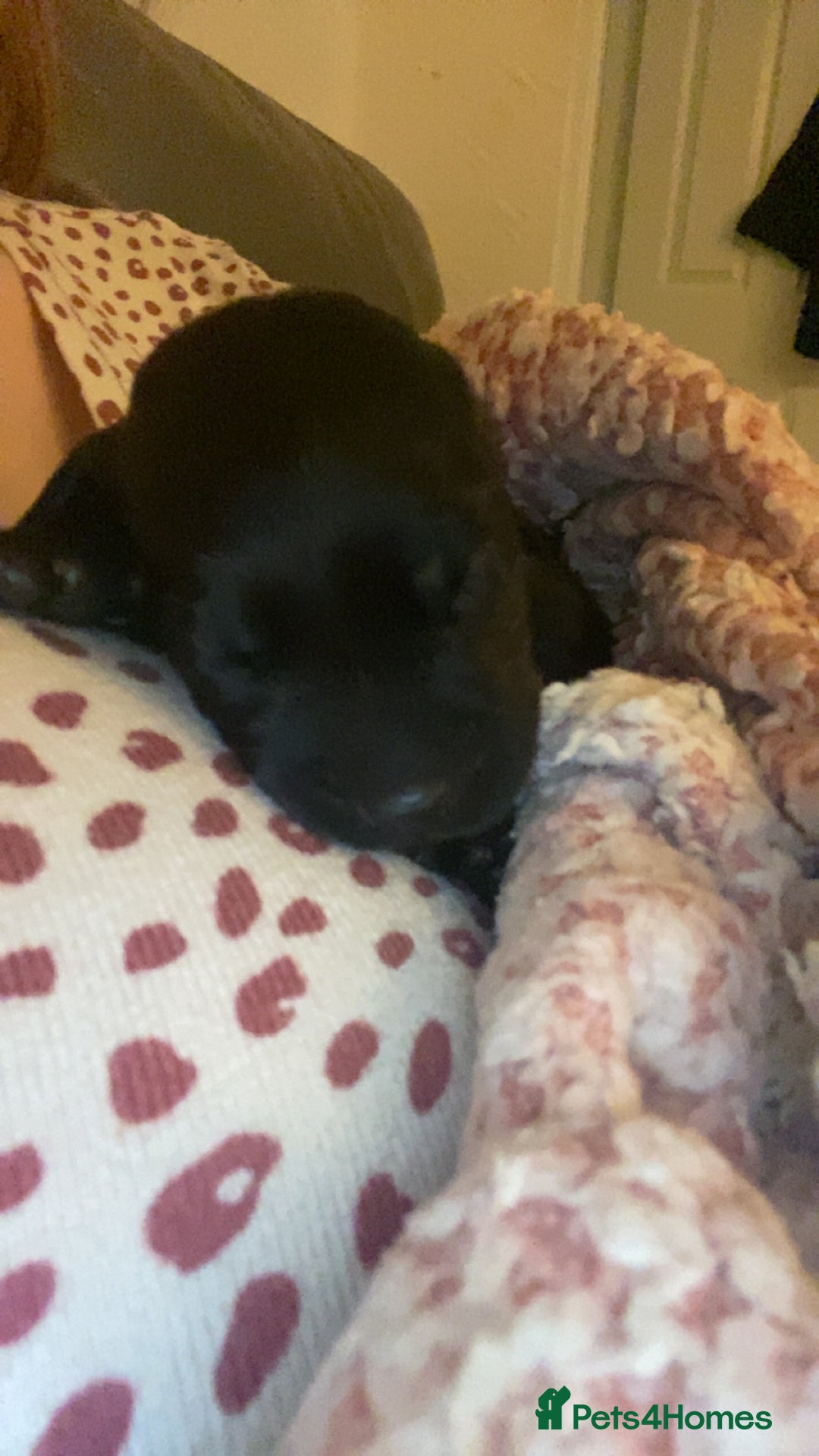 Springador dogs for sale: Labrador puppies - Advert 8