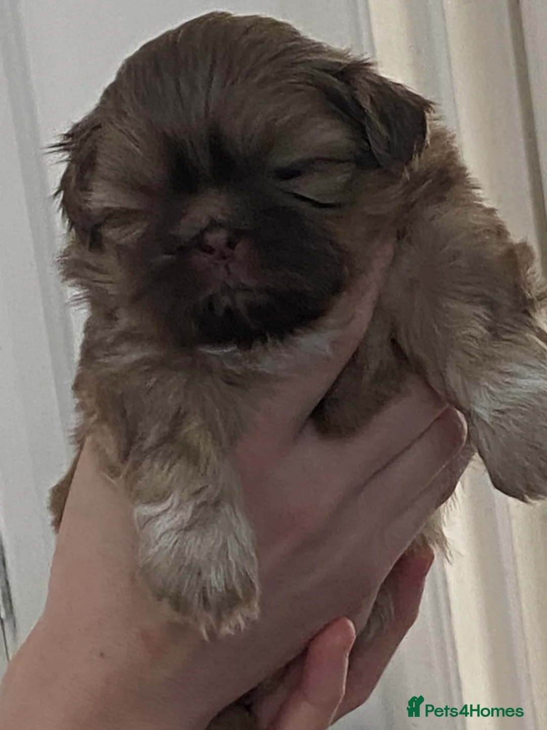 Shih Tzu dogs for sale: Colilo pups - Advert 4