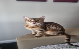 Bengal cats for sale: Female Bengal Cat Adult NOT KITTEN  - Image 4