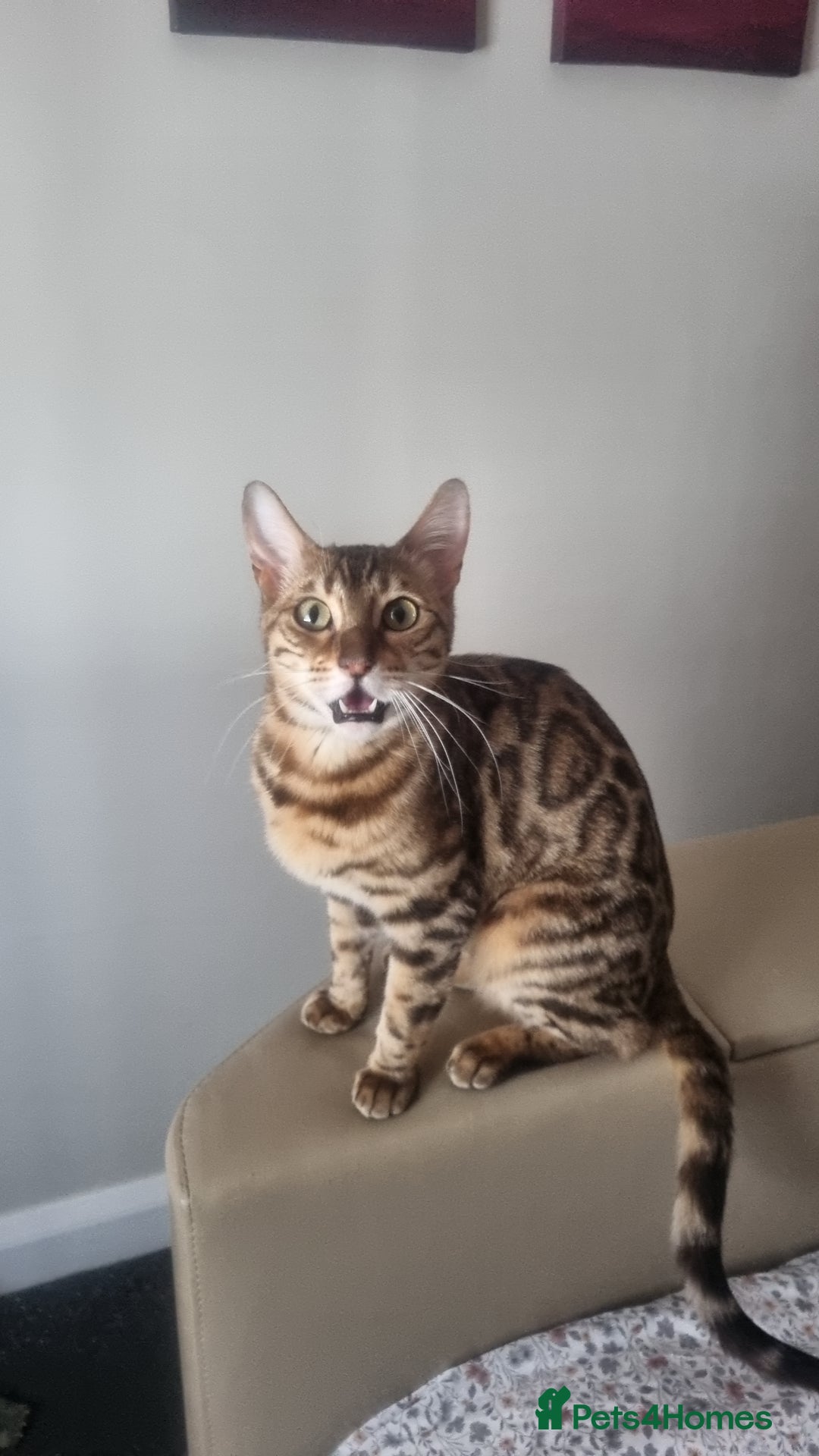 Bengal cats for sale: Female Bengal Cat Adult NOT KITTEN  - Image 4