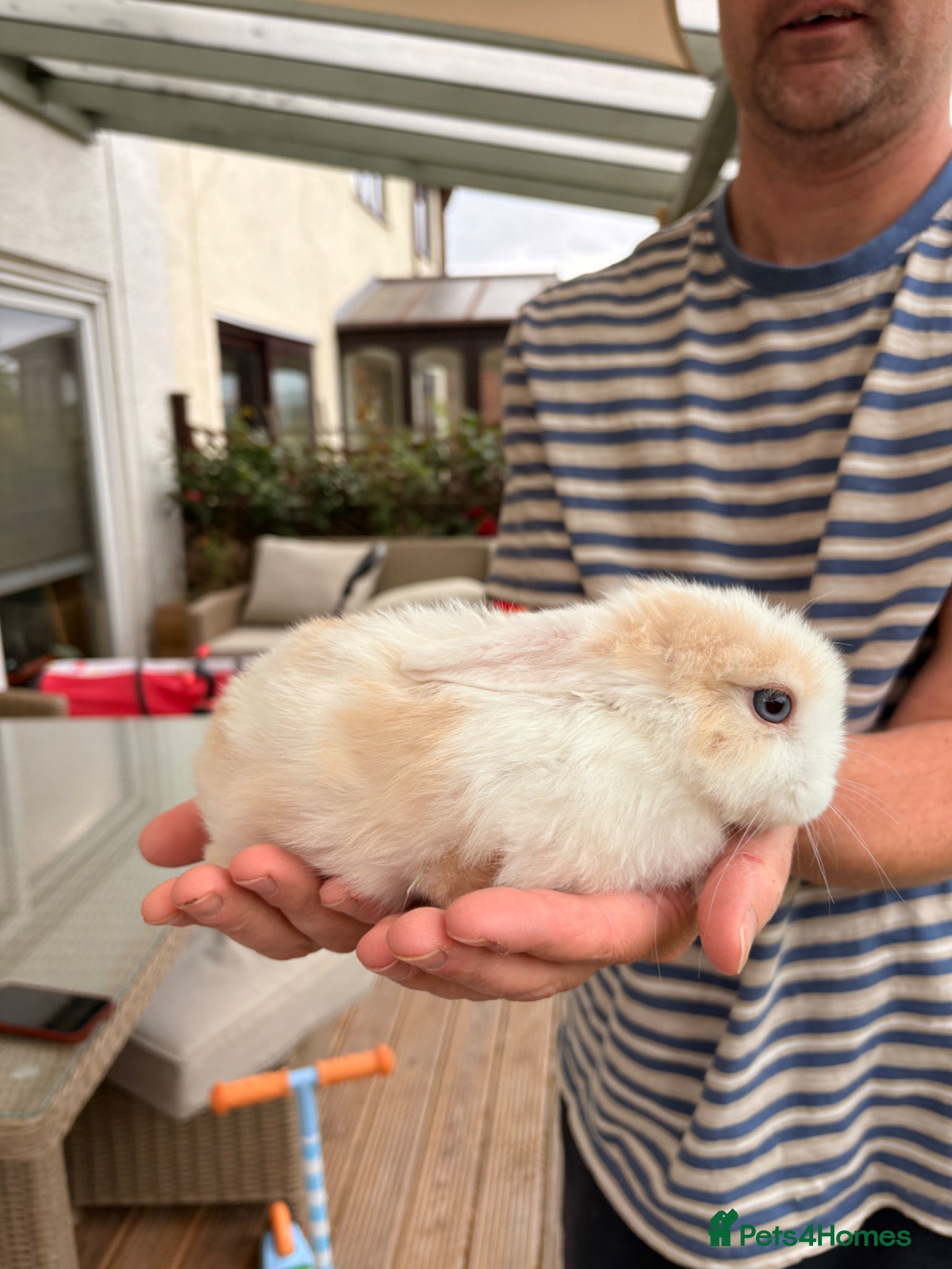 Mini Lop rabbits *1 girl left* Mixed Mini Lop Bunnies - Advert 21