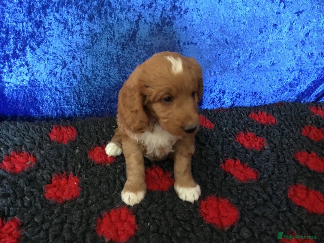 Australian Labradoodle dogs for sale: Stunning miniature Australian labradoodles - Image 22