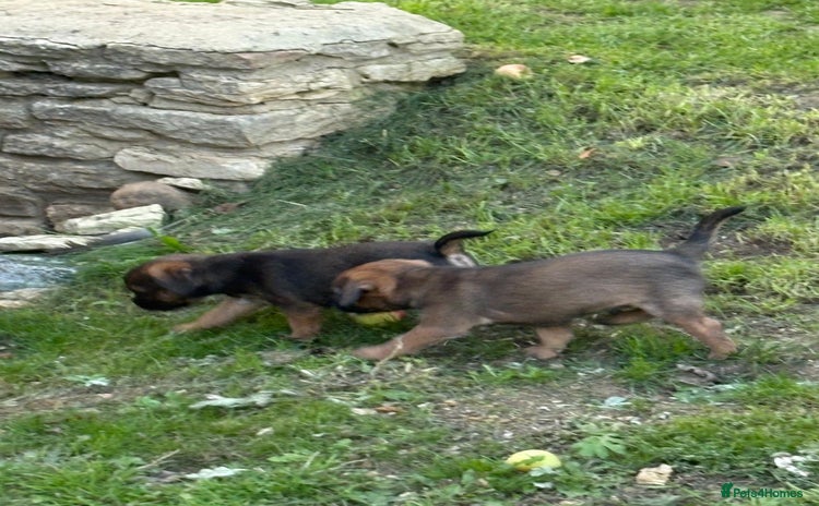 Border Terrier dogs - Advert 1