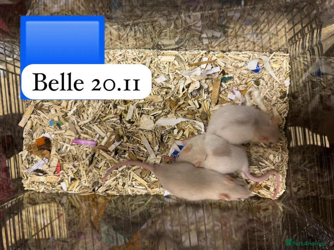 Rat rodents for sale: Baby full size and dwarf rats ready now /January - Advert 19