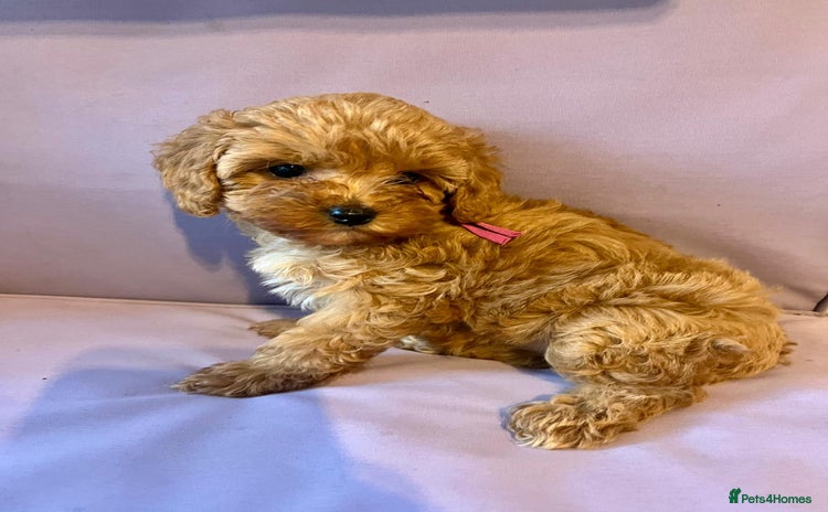 Cavapoo dogs - Advert 13