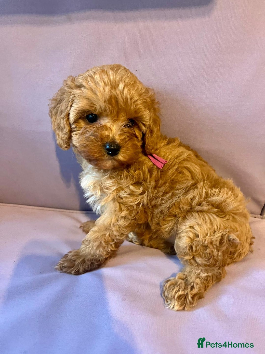 Cavapoo dogs for sale: Top quality F1b toy cavapoos  - Advert 5