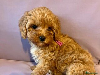 Cavapoo dogs - Advert 2