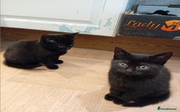 Mixed Breed cats for sale: Jolanta - Image 7